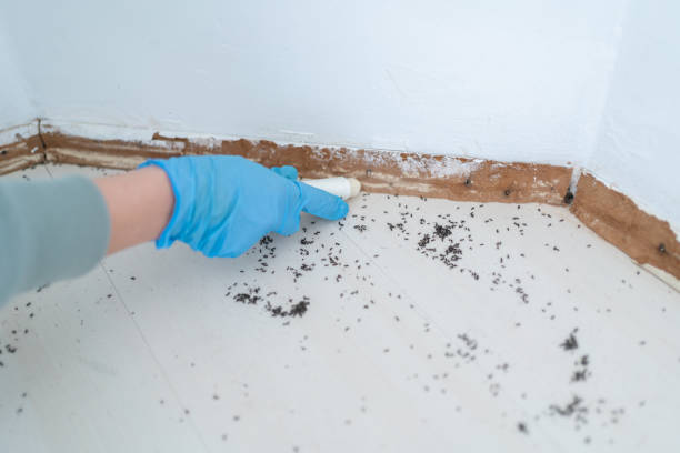 Best Pest Control for Homes  in Mclean, VA